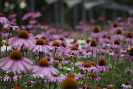 Beautiful Flowers