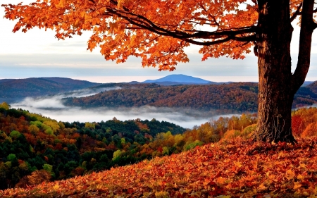 Beautiful Scenery - nature, fall, tree, mountain