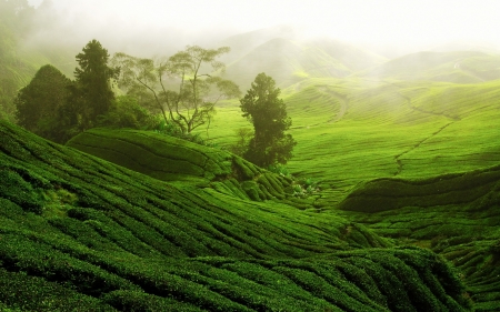 Green Field - nature, green, field, landscape