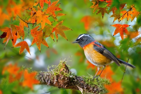 Bird - pasare, bird, leaf, orange, branch, autumn, green