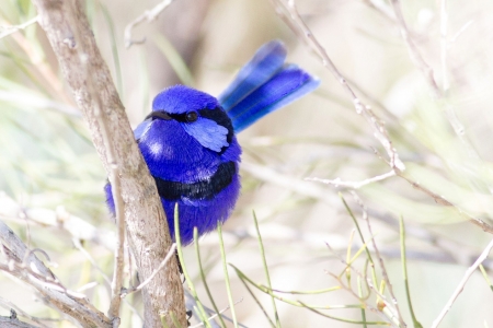 Blue bird - bird, pasare, white, blue