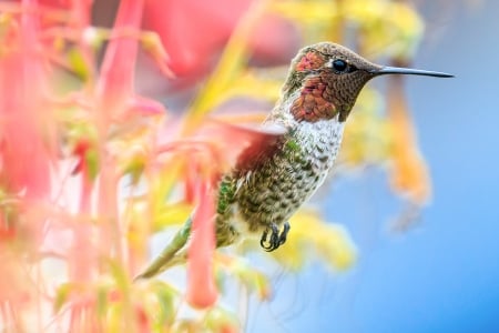 Humming-bird - flower, pink, cute, humming-bird, yellow, blue, colibri, pasare, macro