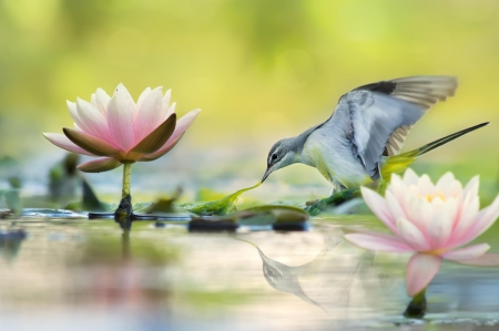 Bird - lotus, lake, flower, pasare, bird, pink, water, green