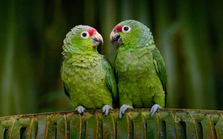 Parrots - bird, green, pasare, parrot, couple