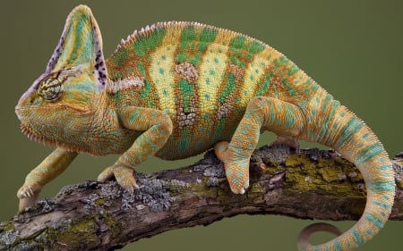 Veiled Chameleon - animal, veiled, chameleon, wild