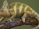 Veiled Chameleon