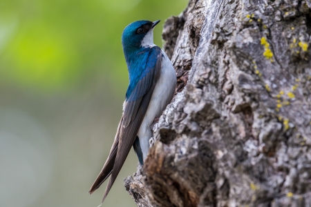 Swallow - bird, blue, green, swallow, pasare, spring