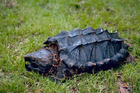 Snapping Turtle - Snapping Turtle, animal, reptile, wild