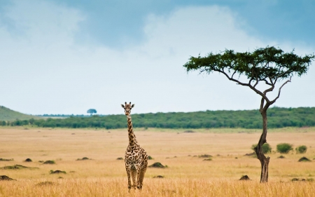 Giraffe - animal, Africa, Giraffe, wild