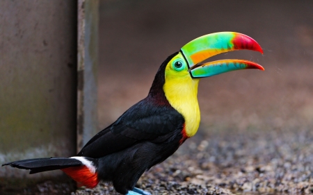 Toucan - bird, tropical, Toucan, wild