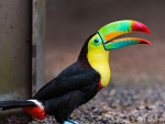 Toucan