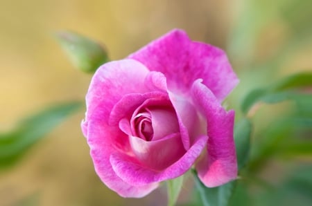 Rose - green, trandafir, rose, flower, pink