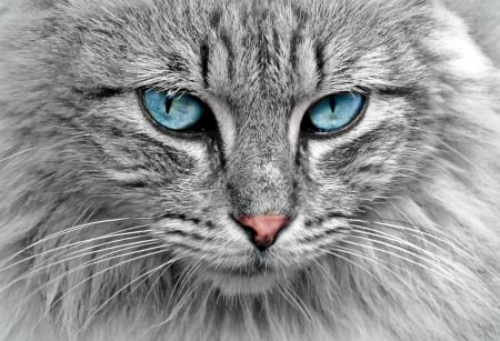 Cat - grey, animal, pisica, pink nose, beauty, face, cat, blue eyes