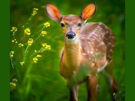 The fawn - fawn, white, brown, flowers, grass