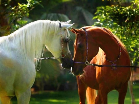 Meeting - white, horses, meeting, brown