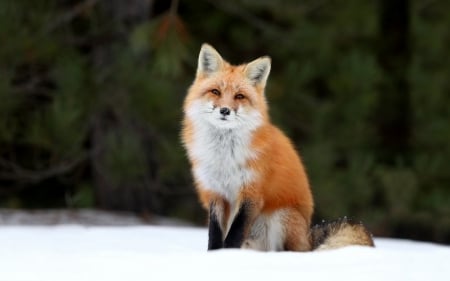 Snow fox - snow, animal, fox, wild