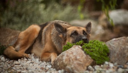 I'm Bored - dogs, adorable, cute, german shepherd