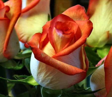 Cream and Orange Rosebud FC - beautiful, photography, beauty, romance, photo, love, flower, wide screen, Rose, floral