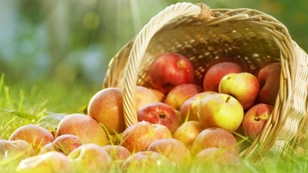 Apple Basket - autumn, harvest, fresh, basket, grass, apples, fruit