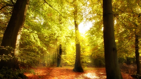 Beginning to Turn - sunbeams, autumn, fall, trees, sunlight, forest, grove, leaves