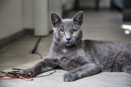 Slate Grey Cat F - wide screen, animal, beautiful, photo, pets, cats, photography, feline, grey