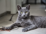 Slate Grey Cat F