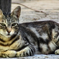 Tabby Cat Lying Down 