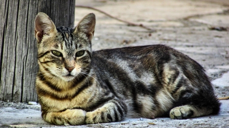 Tabby Cat Lying Down  - wide screen, animal, beautiful, photo, lying, pets, cats, photography, feline, tabby