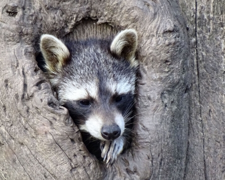 Raccoon in Tree Hollow - beautiful, photography, raccoon, photo, hollow, wide screen, tree, animal, wildlife