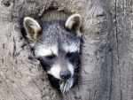 Raccoon in Tree Hollow