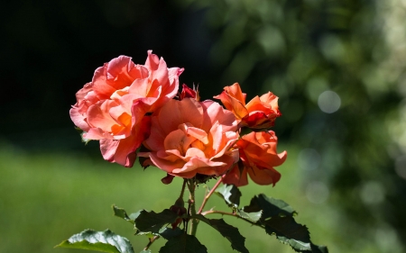 Four Roses on the Bush  - beautiful, photography, beauty, romance, photo, love, flower, wide screen, Rose, bush, floral