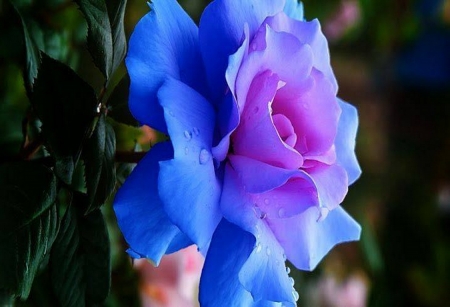 So lovely a rose - rose, flower, pink, blue