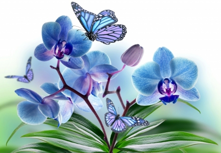 Orchids - butterfly, orchid, arrangement, blue, flower