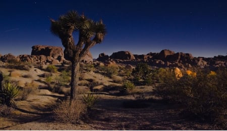 Joshua Tree - nature, joshua tree, fun, cool, desert