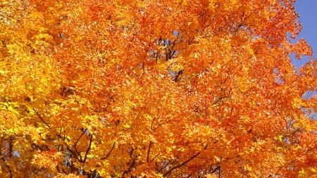 Fall Foliage from Russell - photo of colors in autum, bright foliage in the autum sun, tree in the fall, fall colors