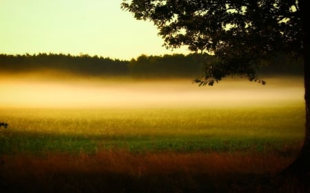 Field - field, meadow, nature, fog