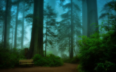 For resting - trees, forest, nature, fog