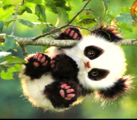 SMILE - black, white, panda, cute, tree