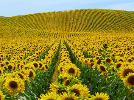 Sunny field - sunflowers, field, flowers, yellow