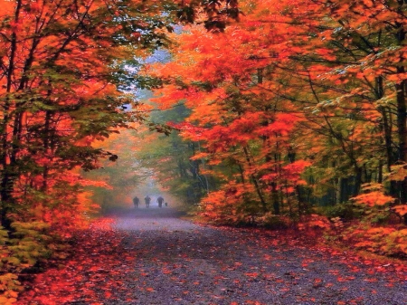 Fall  - colors, fall, trees, road