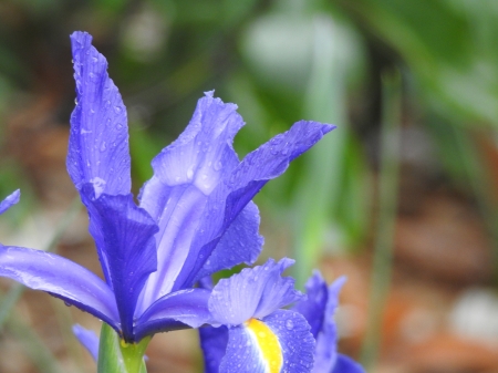 Iris Toowoomba Carnival Of Flowers - australia, flowers, toowoomba carnival of flowers, photography