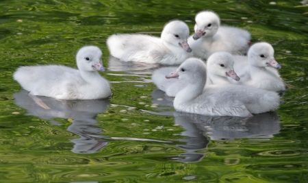 Beautiful Ducks family - white, water, ducks, animals