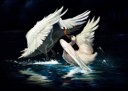 Dancing Swans - white, swans, black, animals