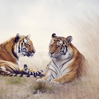 2 tigers