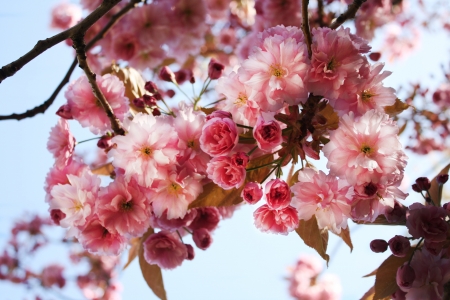 Pink Flowers - flowers, pink, nature, bloom