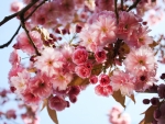 Pink Flowers