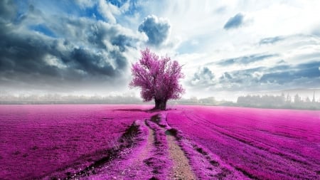 Pink Tree - field, nature, pink, tree