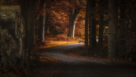 Forest Road - nature, forest, trees, road