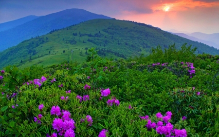 Green Mountains, Vermont - flowers, sunset, cloud, sun, sky