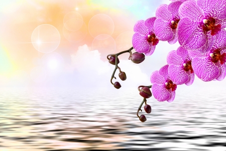 Orchids - bokeh, water, orchid, flower, pink